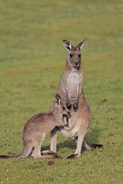 Eastern giant grey kangaroo (Macropus giganteus), adult, female, mother with young, group, three animals, social behaviour, in a meadow, Maloney Beach, New South Wales, Australia