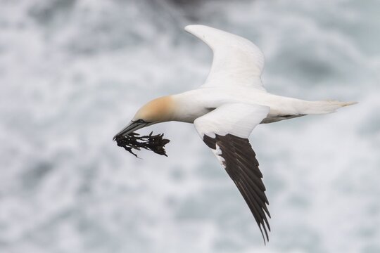 Flying Northern gannet (Morus bassanus) with material for nest building, Skouvikurbjarg, Langanes Peninsula, Nor&eth;urland eystra, Iceland