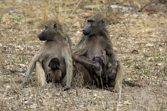 Chacma Baboons (Papio ursinus), females with young animals, suckling, Kruger National Park, South Africa