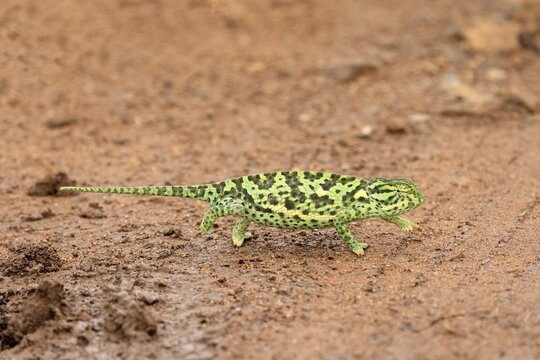 Lappet-faced chameleon (Chamaeleo dilepsis), adult, foraging, on the ground, crossing a track, Pilanesberg National Park, North West Province, South Africa