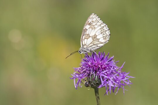 Marbled White (Melanargia galathea) on Brown Knapweed (Centaurea jacea), North Hesse, Hesse, Germany