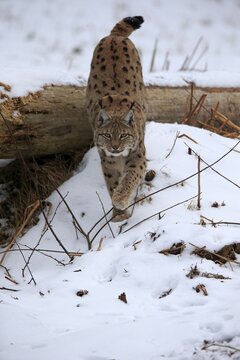 Carpathian Lynx (Lynx lynx carpathicus), adult, in winter, in snow, watchful, stalking, foraging, Bavarian Forest, Bavaria, Germany