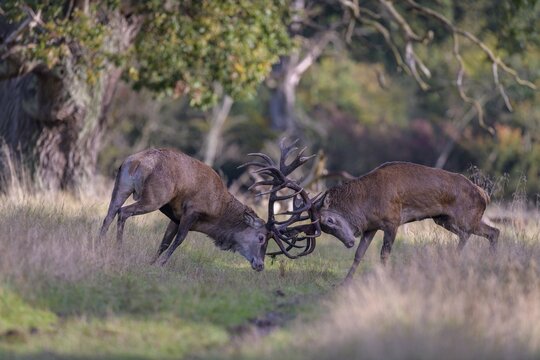 Red deer (Cervus elaphus), rutting fight of two capital stags in a meadow, Zealand, Denmark