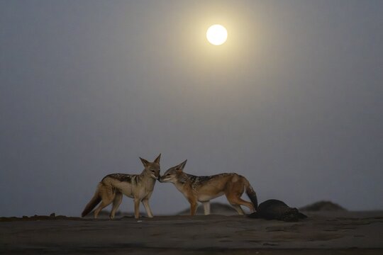 Two black-backed jackals (Canis mesomelas) next to a dead seal in the moonlight, at night with full moon, Namib Desert, Namib Naukluft Park, Namibia