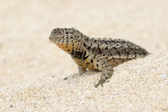 Lava Lizard (Microlophus grayi), Floreana Island, Galapagos, Ecuador, South America