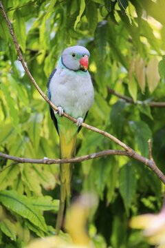 Blue-winged parakeet (Psittacula columboides), adult, sits on twig, Mount Lofty, South Australia, Australia