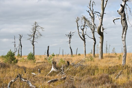 Dead pines in a bog (Pinus sylvestris), High Fens, Belgium