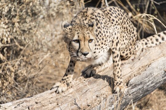 Cheetah (Acinonyx jubatus), Khomas, Namibia