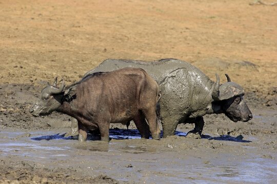 African buffalo or Cape buffalo (Syncerus caffer), pair in the mud, Kruger National Park, South Africa