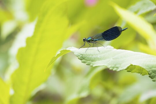 Banded demoiselle (calopteryx splendens), male, sitting on goutweed leaf ground elder (Aegopodium podagraria), Hesse, Germany