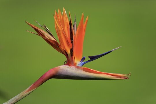 Strelitzia (Strelitzia reginae), flower, flowering, Kirstenbosch Botanical Garden, Cape Town, South Africa