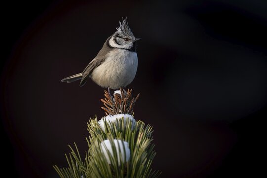 Crested Tit (Parus Scalloped ribbonfish) sitting on branch in pine tree (Pinus) in winter, Korpo or Korppoo, southern Finnish archipelago, Finland