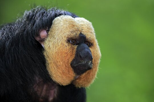 White-faced saki (Pithecia pithecia), adult, male, animal portrait, captive