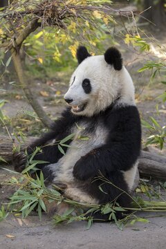 Giant panda (Ailuropoda melanoleuca), captive, juvenile feeding, occurrence China