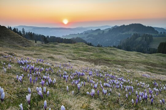 Meadow with flowering purple Crocus (Crocus) at sunset, R&auml;misgummen, Emmental, Canton Bern, Switzerland