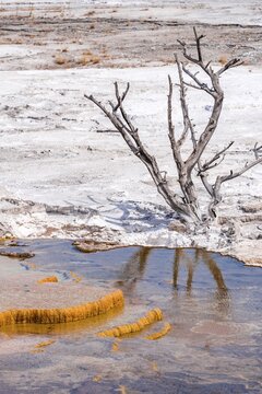 Dead tree on sinter terraces, hot springs, orange mineral deposits, Palette Springs, Upper Terraces, Mammoth Hot Springs, Yellowstone National Park, Wyoming, USA