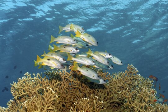Dory snappers (Lutjanus fulviflamma) over Net Fire Coral (Millepora dichotoma), Red Sea, Egypt
