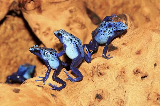 Dyeing dart frogs or tincs (Dendrobates tinctorius), adults, group, found in South America, captive, Germany