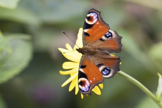 European peacock (Aglais io) on marigold, Hesse, Germany