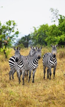 Four plains zebras (Equus quagga), Serengeti National Park, Tanzania