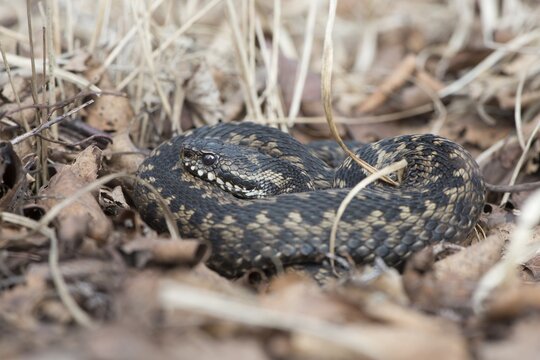 Common Viper (Vipera berus), Emsland, Lower Saxony, Germany