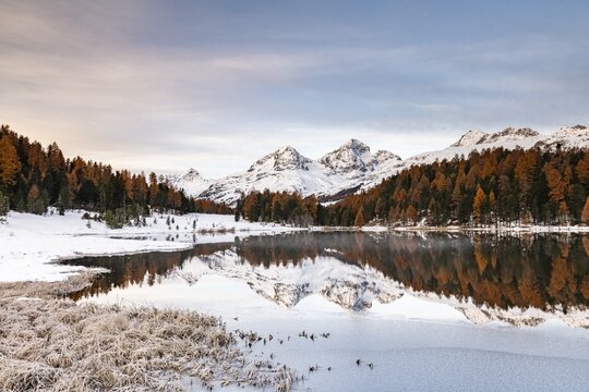 Autumnal larches with snow-covered mountain peaks are reflected in Lake Staz, Lej da Staz, St. Moritz, Engadin, Grisons, Switzerland