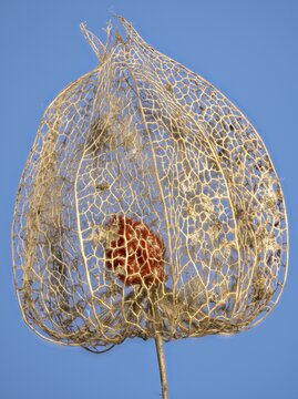 Weathered Bladder cherry (Physalis alkekengi) against a blue background, Austria