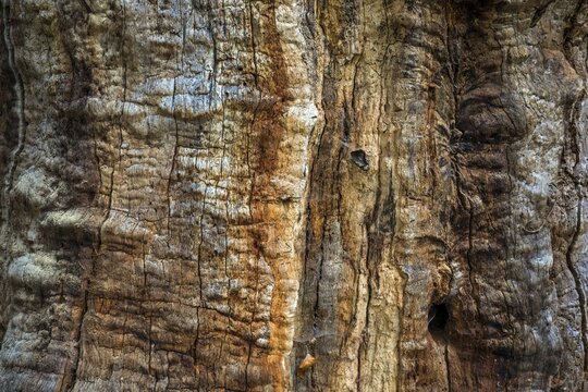 Structures in the weathered wood on a dead tree trunk, Sababurg primeval forest, Reinhardswald nature park Park, Hesse, Germany