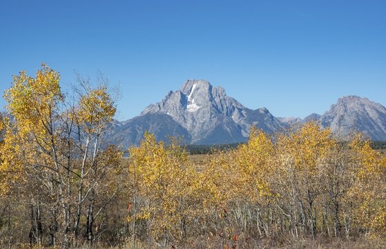 Mount Moran, Autumn landscape, yellow Common aspens (Populus tremula) and bushes, Willow Flats Overlook, Teton Range, Grand Teton National Park, Wyoming, USA