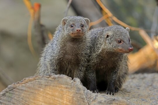Dwarf mongoose (Helogale parvula), adult, pair, alert, curious, captive