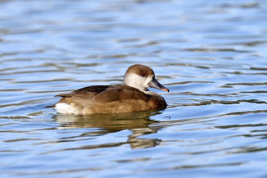 Red-crested pochard (Netta rufina), female in breeding plumage, Lake Lucerne, Switzerland