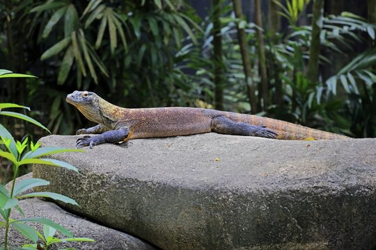 Komodo dragon (Varanus komodoensis), adult, lying on rocks, captive