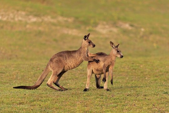 Eastern grey kangaroo (Macropus giganteus), adult, male, ranging, in a meadow, Maloney Beach, New South Wales, Australia