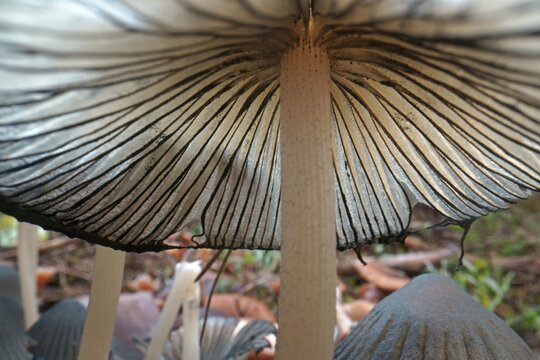 Scheibchentintling (Coprinus plicatilis), Hesse, Germany
