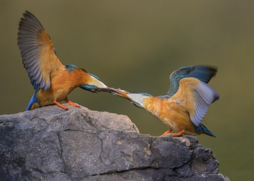 Common kingfisher (Alcedo atthis), male giving a bridal gift to female, fish, on a stone, Danube floodplain, Baden-W&uuml;rttemberg, Germany