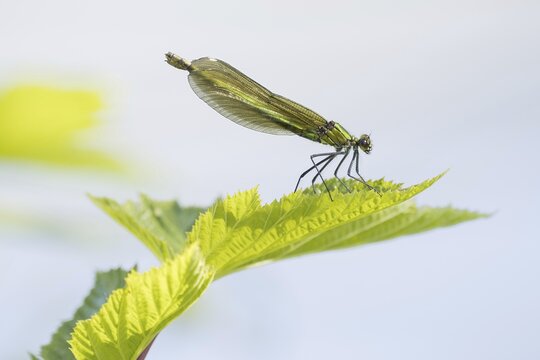 Female banded damselfly (calopteryx splendens) on stinging nettle leaf, Hesse, Germany