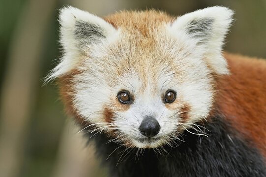 Red panda (Ailurus fulgens), captive, Switzerland