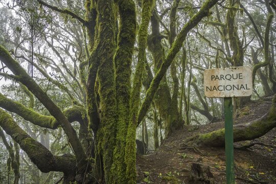 Laurel forest near El Cedro, Hermigua, La Gomera, Spain