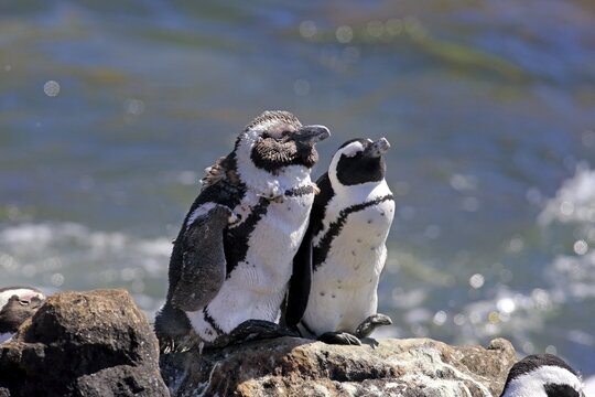African Penguins or Jackass Penguins (Spheniscus demersus), pair on rocks, Betty's Bay, Western Cape, South Africa