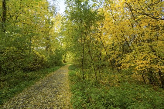 Autumn cycle path, Enzesfeld-Lindabrunn, Lower Austria, Austria