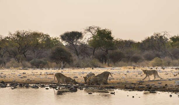 Pride of lions (Panthera leo) drinking at the Klein Namutoni waterhole, Etosha National Park, Namibia