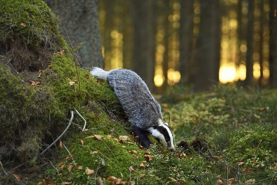 European badger (Meles meles), in the morning light runs through moss-covered forest soil, captive, Bohemian Forest, Czech Republic