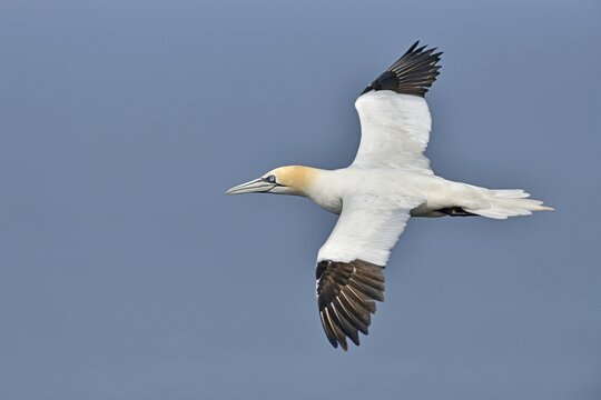 Northern Gannet (Sula bassana), Heligoland, Schleswig-Holstein, Germany