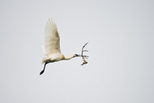 Spoonbill (Platalea leucorodia), flying with nesting material, Langeoog, Lower Saxony, Germany