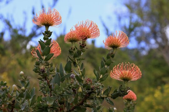 Pincushion Protea (Leucospermum species), Protea, flower, flowering, flower, bushes, plant, Kirstenbosch Botanical Gardens, Cape Town, South Africa
