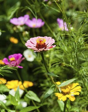 Flower meadow with Zinnias (Zinnia violacea), India