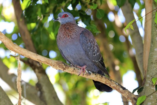 Speckled Pigeon (Columba guinea), adult on tree, Simonstown, Western Cape, South Africa