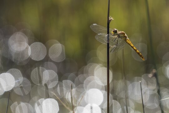 Freshly hatched Vagrant darter (Sympetrum vulgatum) in backlight with flares, Hesse, Germany
