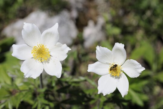 Wood anemone (Anemone nemorosa), Hochschwab, Styria, Austria, Europe