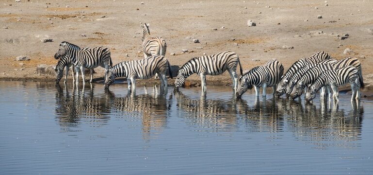 Herd of Burchell's Zebras (Equus burchellii) drinking, Chudop water hole, Etosha National Park, Namibia
